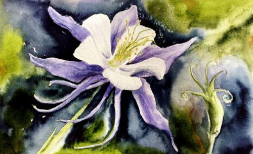 Columbine Flower